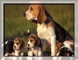 Beagle, Mama, Szczeniaki