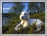 Pies, Golden retriever, Jezioro